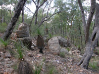 Boorabee Willows Indigenous Protected Area
